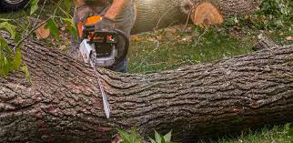 Best Firewood Processing and Delivery  in Story City, IA