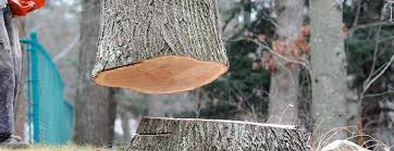 Best Hazardous Tree Removal  in Story City, IA