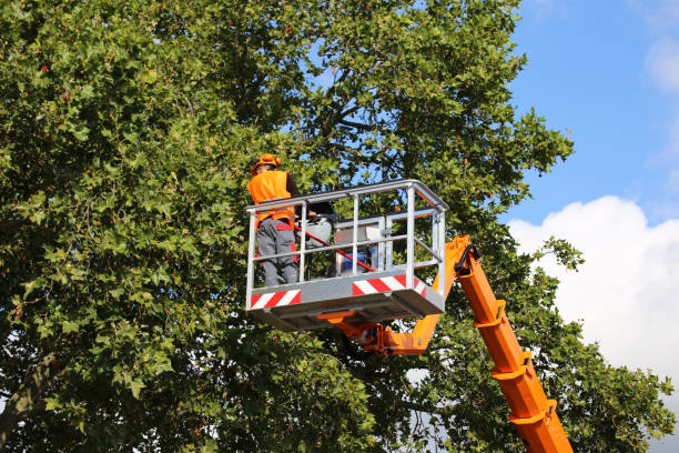 Best Pest Control for Lawns  in Story City, IA