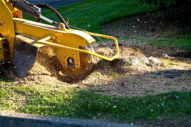 Best Tree Trimming and Pruning  in Story City, IA