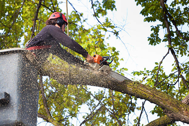 Best Tree Cabling and Bracing  in Story City, IA